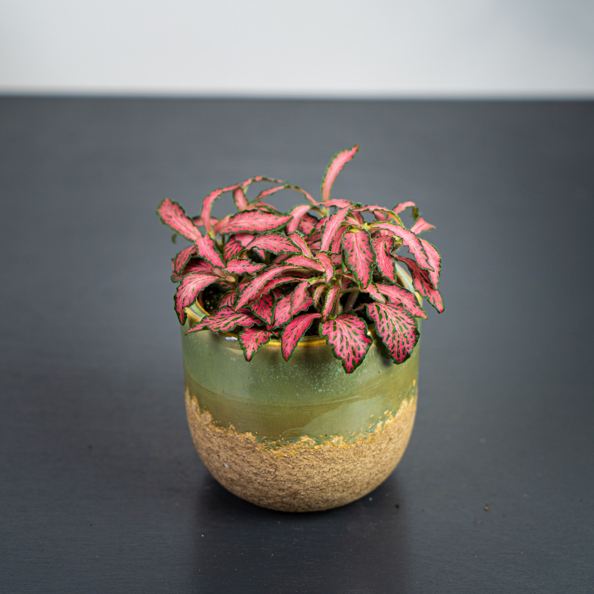 Fittonia