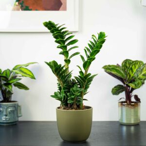 zamioculcas-zamiifolia-zenzi