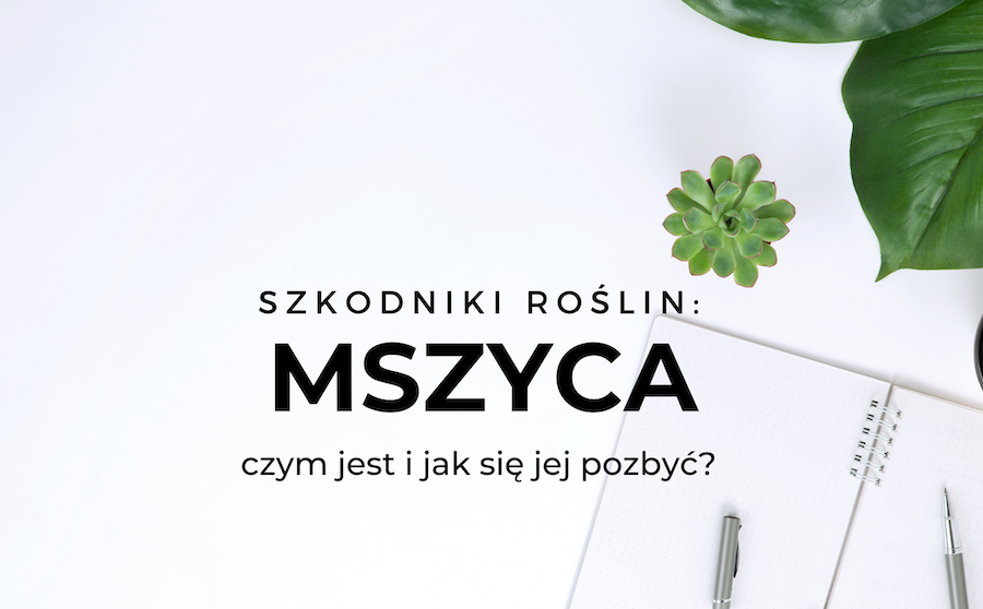 Jak zwalczyć mszyce