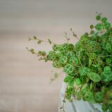 peperomia-prostrata