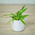 zielistka-ocean-baby-chlorophytum-comosum