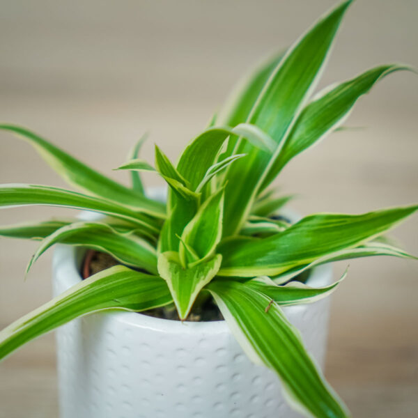 zielistka-ocean-baby-chlorophytum-comosum (2) zielistka-ocean-baby-chlorophytum-comosum