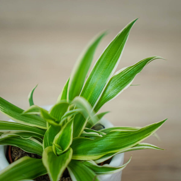 zielistka-ocean-baby-chlorophytum-comosum (3) zielistka-ocean-baby-chlorophytum-comosum