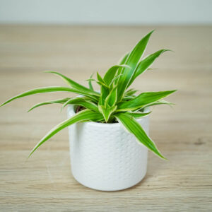zielistka-ocean-baby-chlorophytum-comosum