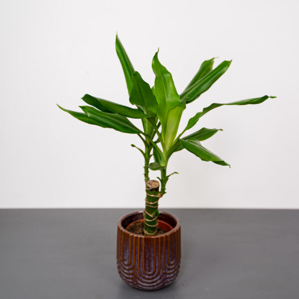 dracena-fragrans-steudneri-dracaena dracena-fragrans-steudneri-dracaena