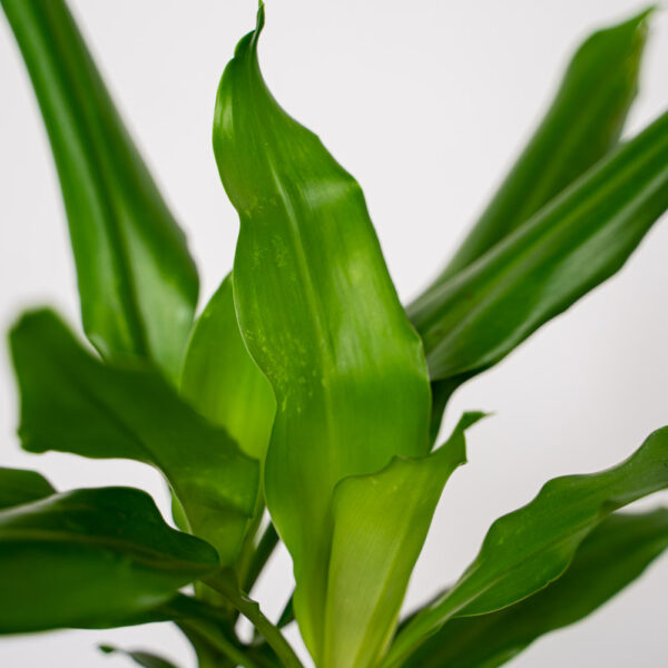 dracena-fragrans-steudneri-dracaena dracena-fragrans-steudneri-dracaena
