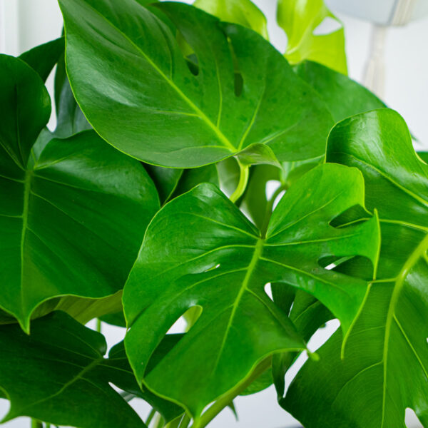 monstera-deliciosa monstera-deliciosa