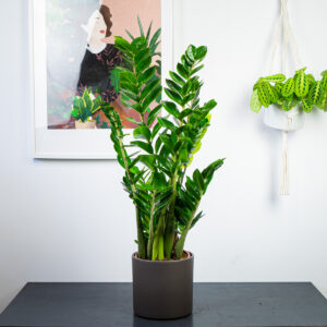 zamioculcas-zamiifolia-zamiokulkas