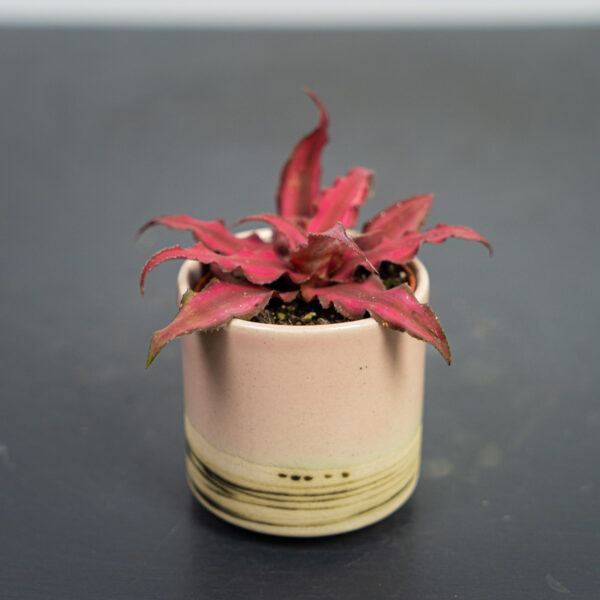skrytokwiat-red-star-cryptanthus-bivittatus skrytokwiat-red-star-cryptanthus-bivittatus