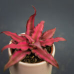 skrytokwiat-red-star-cryptanthus-bivittatus