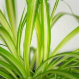 zielistka-chlorophytum-comosum-variegatum
