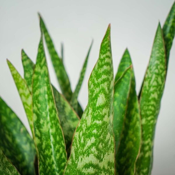 sansevieria-aubrytiana-dragon sansevieria-aubrytiana-dragon
