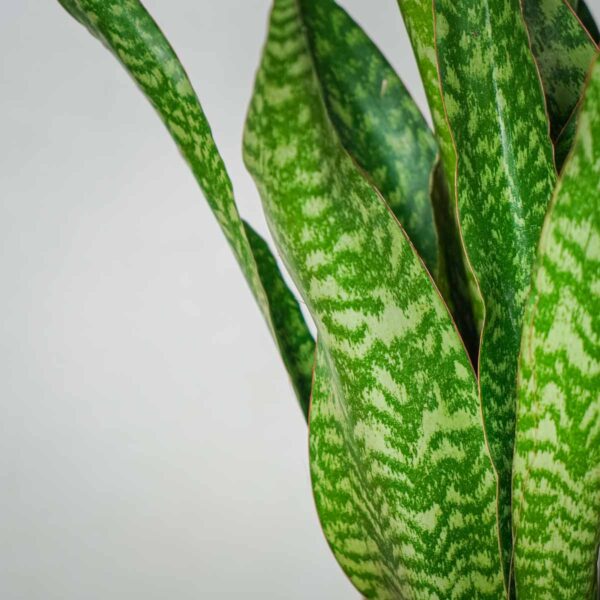 sansevieria-aubrytiana-dragon sansevieria-aubrytiana-dragon