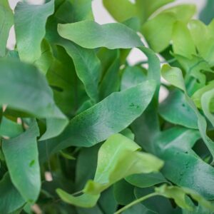 phlebodium-blue-star