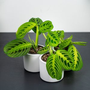 maranta-lemon-lime