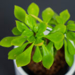 Monadenium guentheri