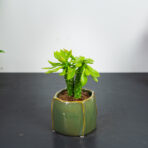 Monadenium guentheri