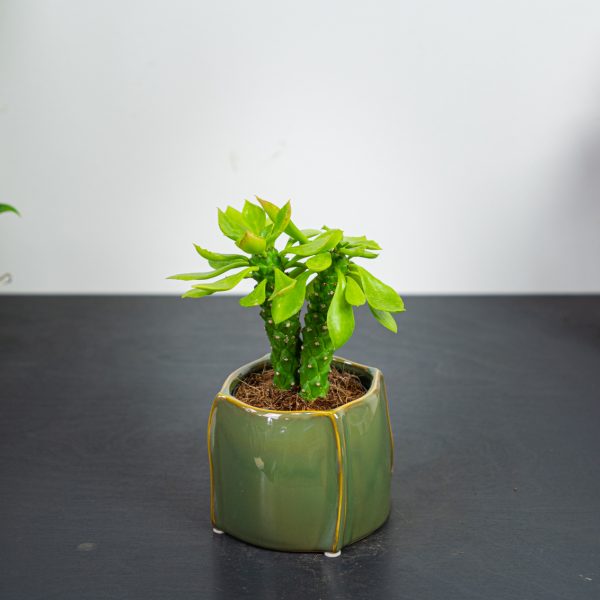 Monadenium guentheri