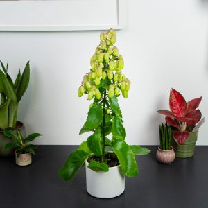 kalanchoe-magic-bells