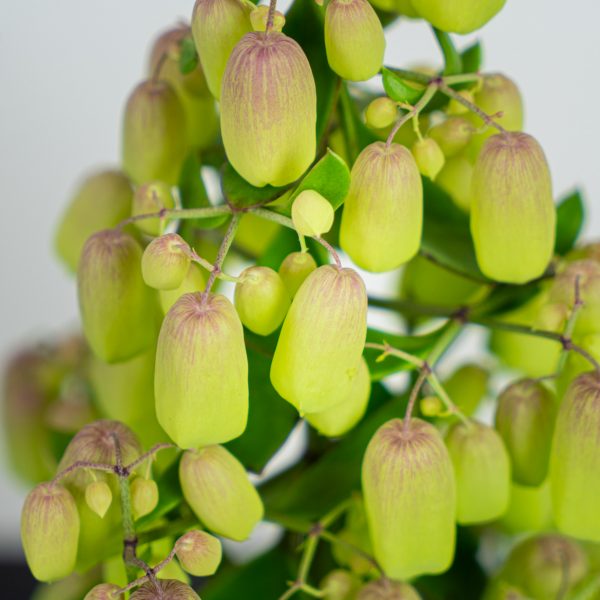 kalanchoe-magic-bells kalanchoe-magic-bells