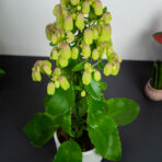 kalanchoe-magic-bells