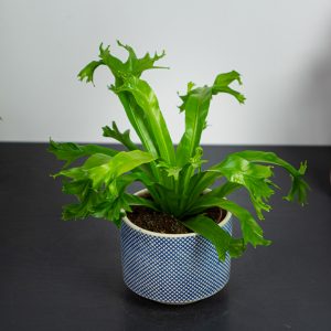 paproc-zanokcica-asplenium-crissie