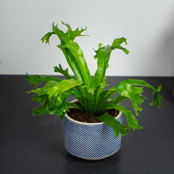 paproc-zanokcica-asplenium-crissie paproc-zanokcica-asplenium-crissie