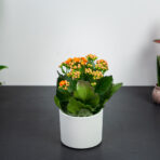 kalanchoe-blossfeldiana-orange