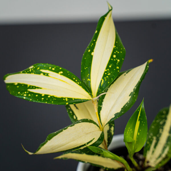 dracena-milky-way dracena-milky-way