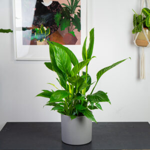 skrzydlokwiat-sweet-lauretta-spathiphyllum