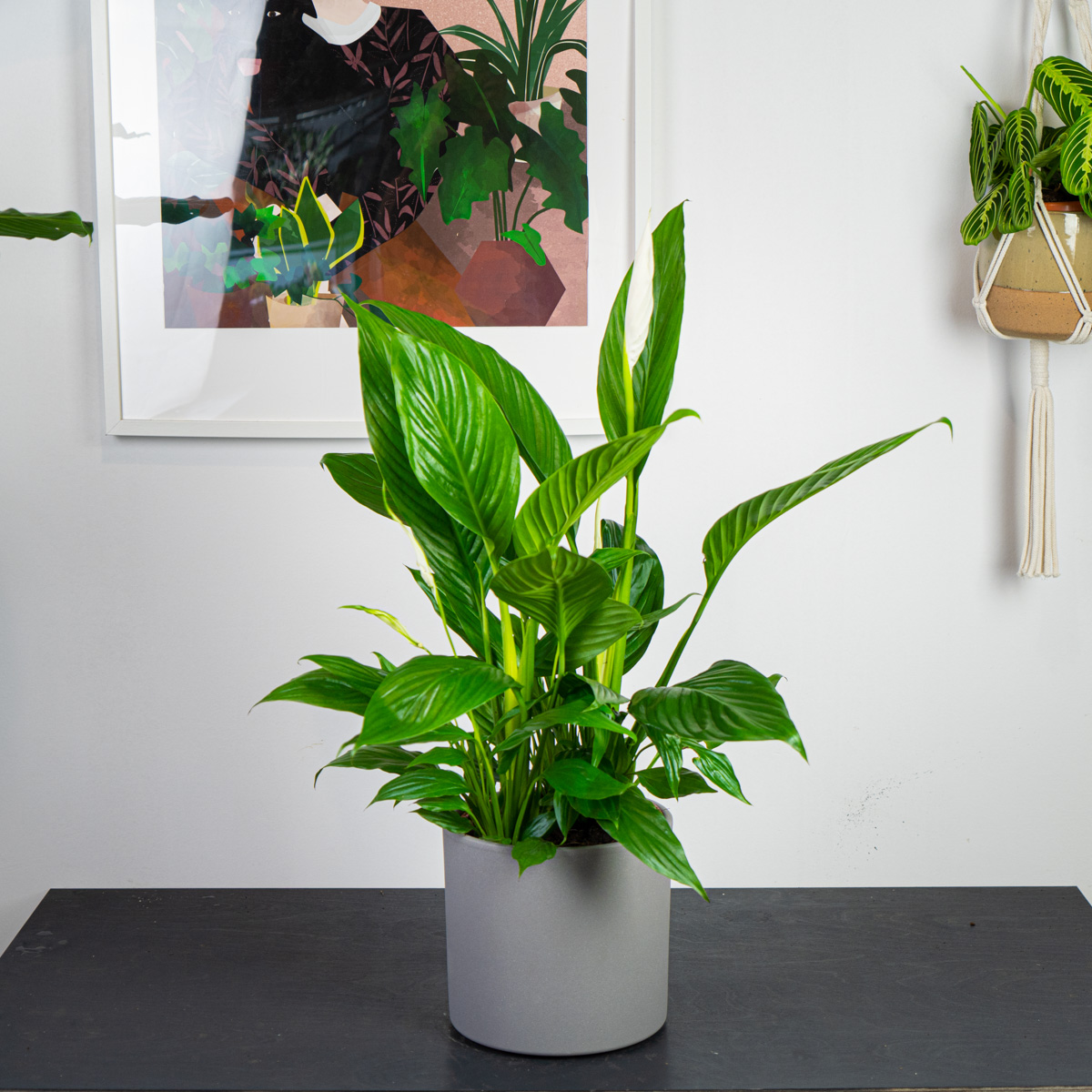 Skrzydłokwiat (Spathiphyllum)