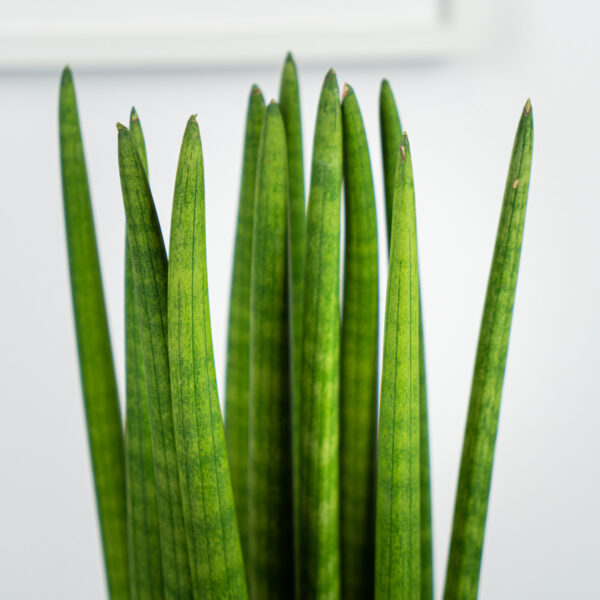sansevieria-cylindrica sansevieria-cylindrica