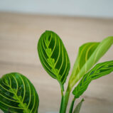 maranta-lemon-lime-baby