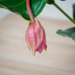 medinilla-wspaniala-magnifica