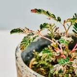 MS1k10_0043_MS10 44