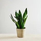 Sansevieria zeylanica