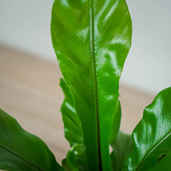 paproc-zanokcica-asplenium-nidus (3) paproc-zanokcica-asplenium-nidus