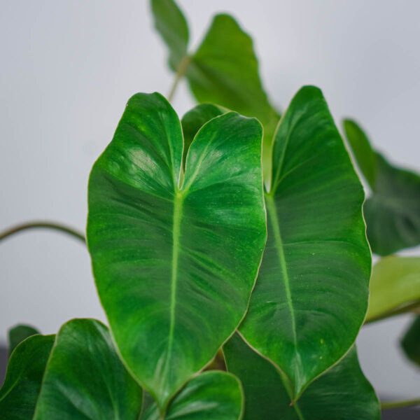 philodendron-burle-marx (2) philodendron-burle-marx