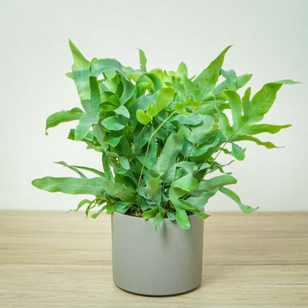 phlebodium-blue-star