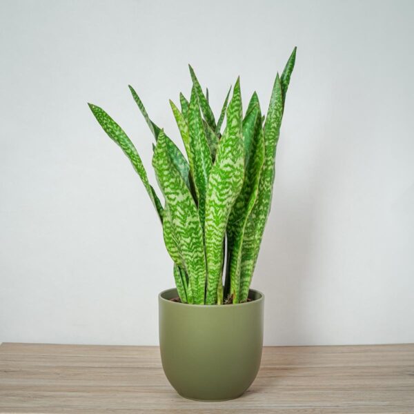 sansevieria-aubrytiana-dragon sansevieria-aubrytiana-dragon