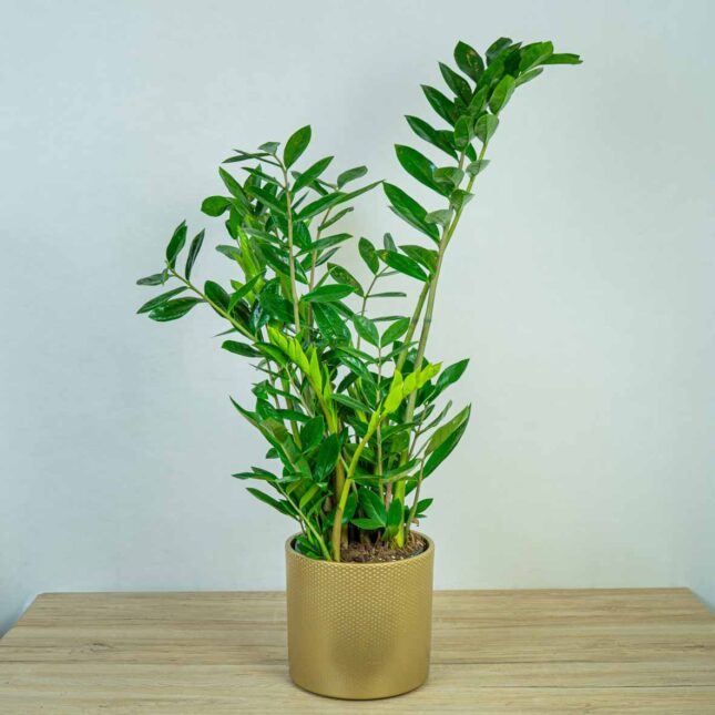 zamioculcas-zamiifolia-zamiokulkas