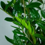 zamioculcas-zamiifolia-zamiokulkas