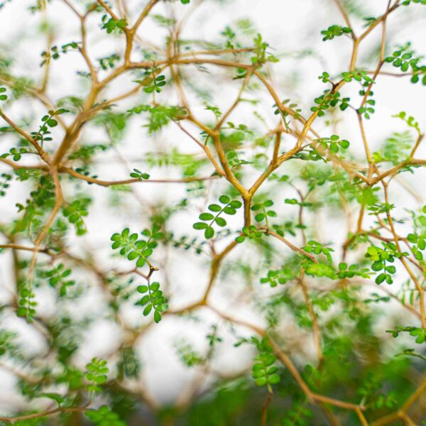 perelkowiec-drobnolistny-sophora-little-baby perelkowiec-drobnolistny-sophora-little-baby
