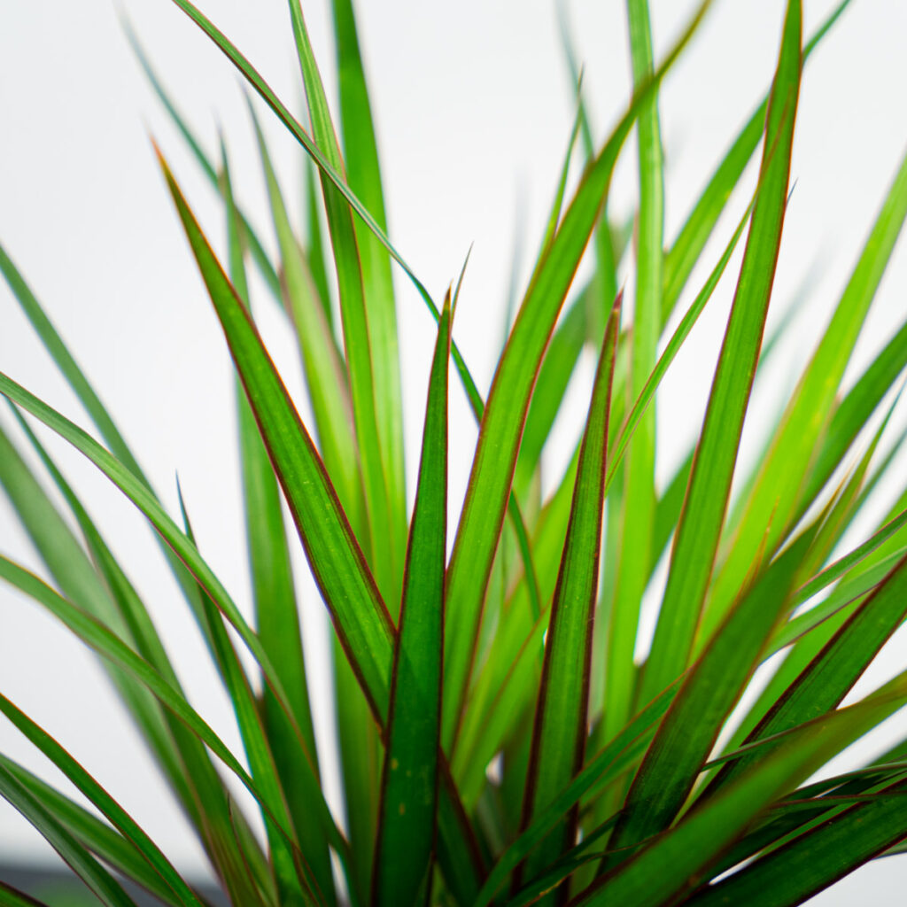 dracaena-marginata-dracena