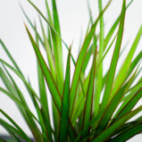 dracaena-marginata-dracena