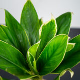 aglaonema-madagascar