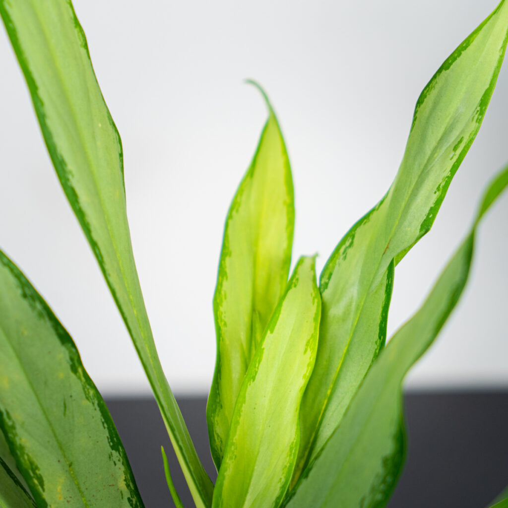 aglaonema-white-lance