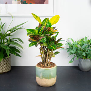 codiaeum-petra-drzewko-kroton