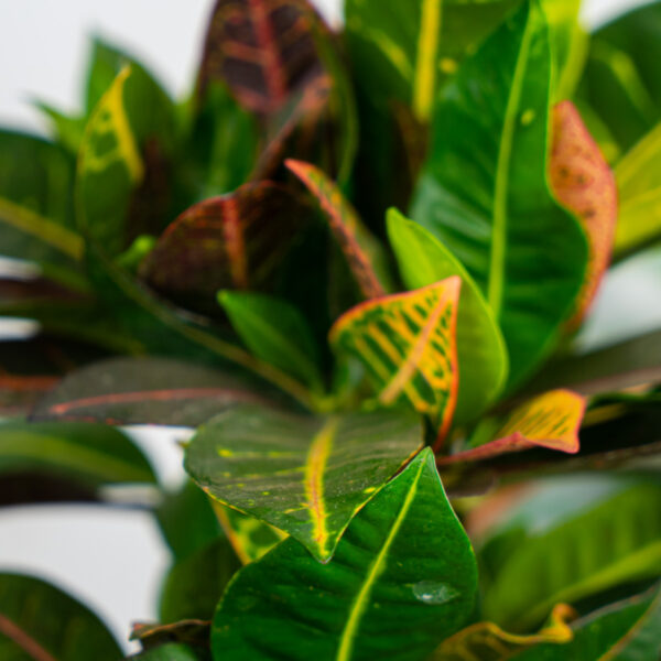 codiaeum-petra-drzewko-kroton codiaeum-petra-drzewko-kroton