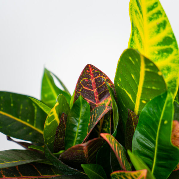 codiaeum-petra-drzewko-kroton codiaeum-petra-drzewko-kroton